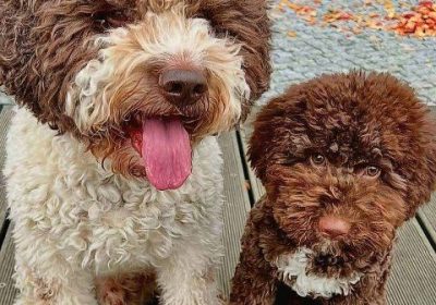 lagotto-01