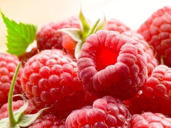 HITNO- potrebni radnici za berbu maline