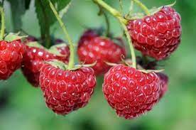 maline