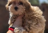 Maltipoo bebe