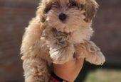 Maltipoo bebe