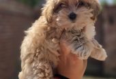Maltipoo bebe