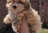 Maltipoo bebe