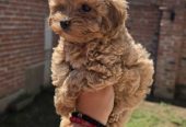 Maltipoo bebe
