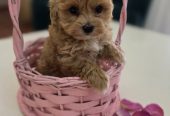 Preslatki maleni MALTIPOO stenci