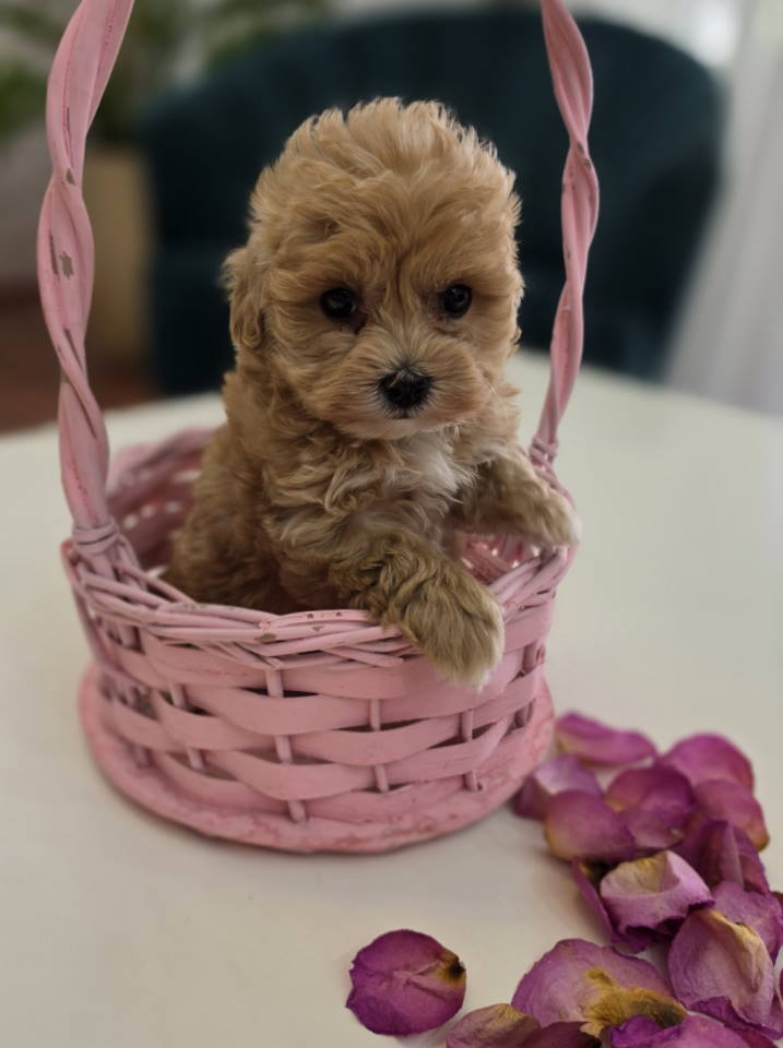 Preslatki maleni MALTIPOO stenci