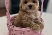 Preslatki maleni MALTIPOO stenci