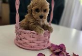 Preslatki maleni MALTIPOO stenci