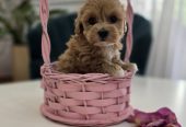Preslatki maleni MALTIPOO stenci