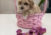 Preslatki maleni MALTIPOO stenci