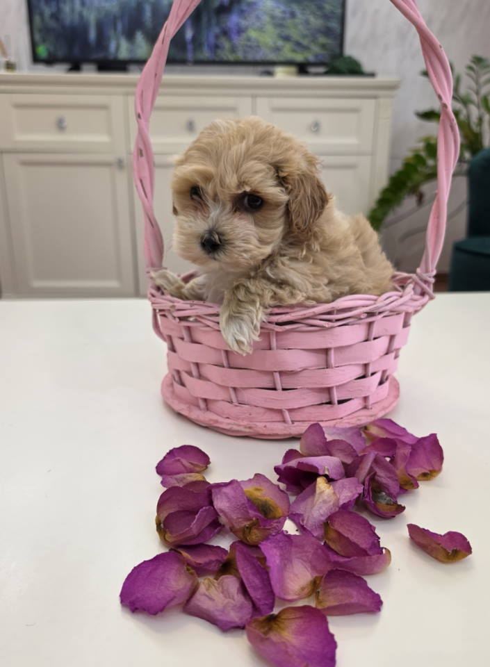 Preslatki maleni MALTIPOO stenci