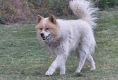 Poklon – Mešanac akita inu i samojeda, star 2 godine
