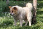 Poklon – Mešanac akita inu i samojeda, star 2 godine