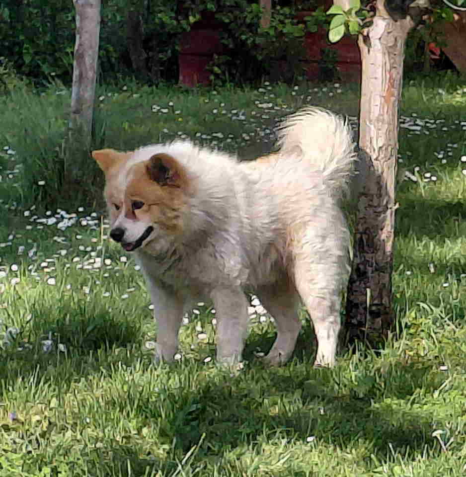 Poklon – Mešanac akita inu i samojeda, star 2 godine