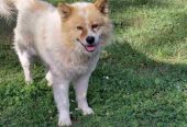 Poklon – Mešanac akita inu i samojeda, star 2 godine