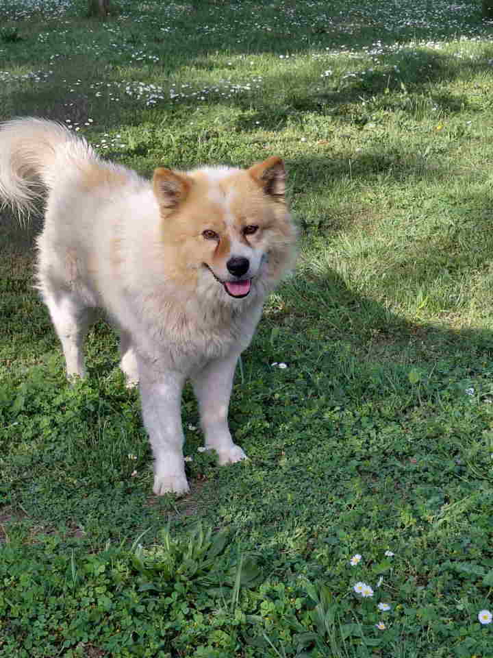 Poklon – Mešanac akita inu i samojeda, star 2 godine