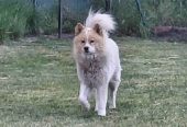 Poklon – Mešanac akita inu i samojeda, star 2 godine
