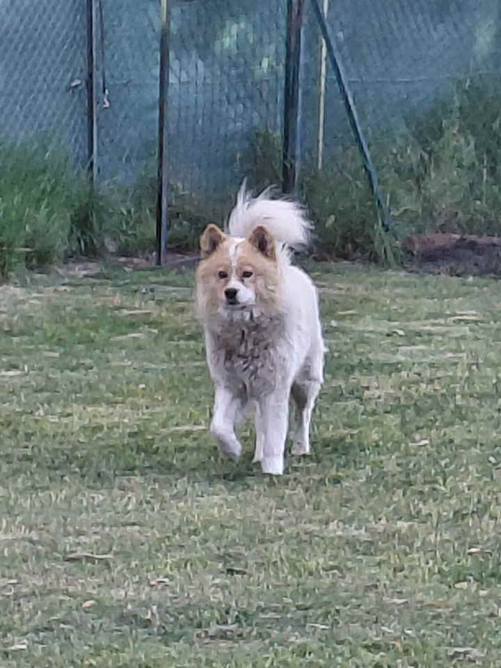 Poklon – Mešanac akita inu i samojeda, star 2 godine