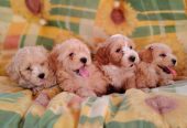 Dostupni za preuzimanje MALTIPOO prelepi
