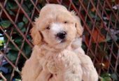 Dostupni za preuzimanje MALTIPOO prelepi