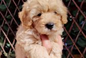 Dostupni za preuzimanje MALTIPOO prelepi