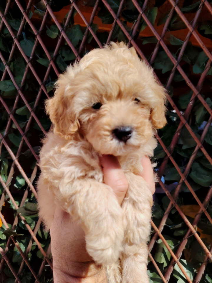 Dostupni za preuzimanje MALTIPOO prelepi