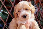 Dostupni za preuzimanje MALTIPOO prelepi