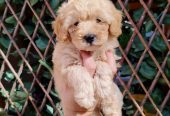 Dostupni za preuzimanje MALTIPOO prelepi