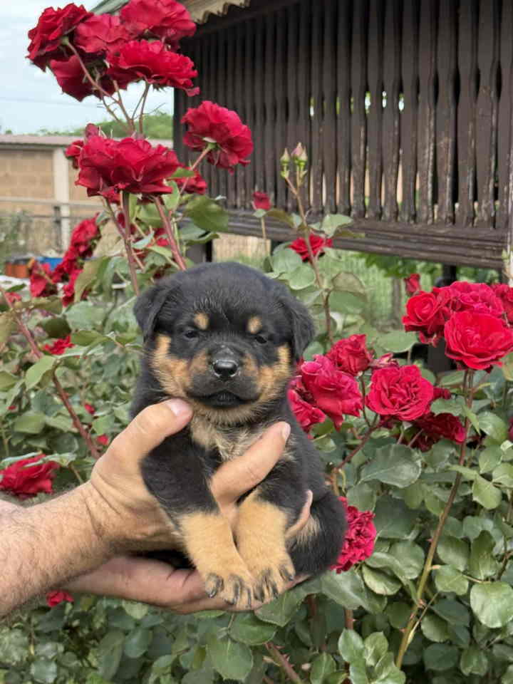 Stigli su naši mali rotvajleri!