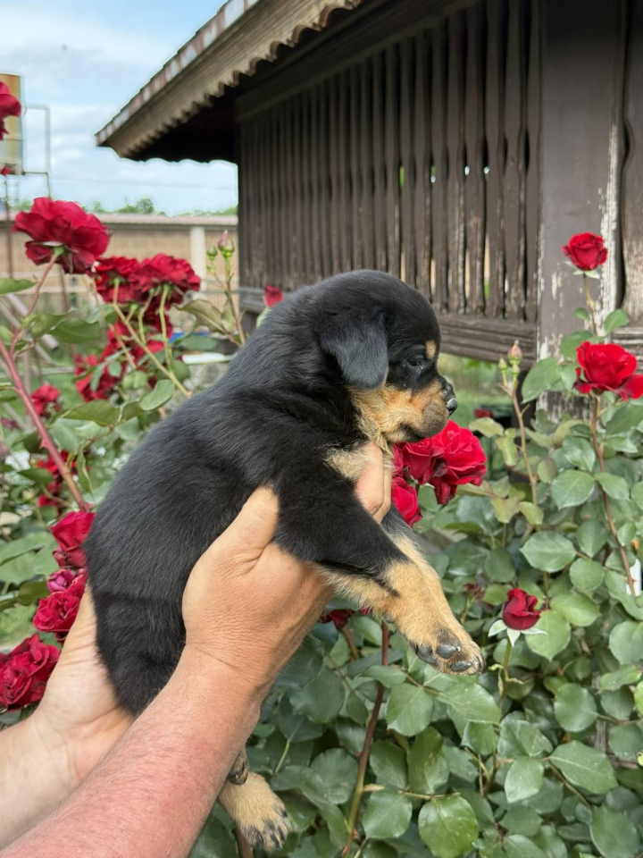 Stigli su naši mali rotvajleri