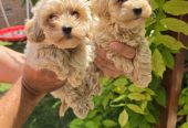 Maltipoo stenci spremni su za preuzimanje