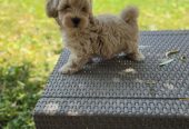 Maltipoo stenci spremni su za preuzimanje