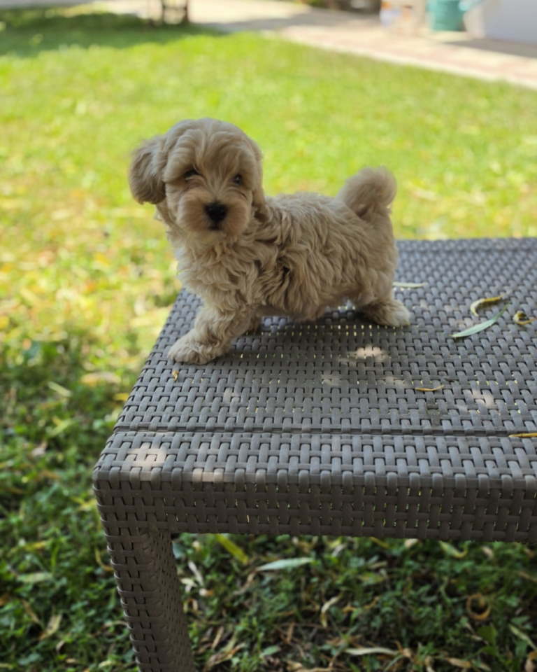 Maltipoo stenci spremni su za preuzimanje