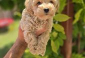 Maltipoo stenci spremni su za preuzimanje