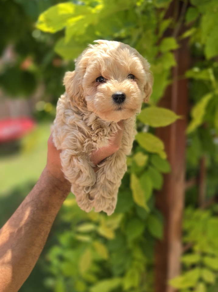 Maltipoo stenci spremni su za preuzimanje