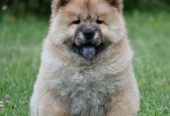 Chow Chow Cau Cau Čau Čau