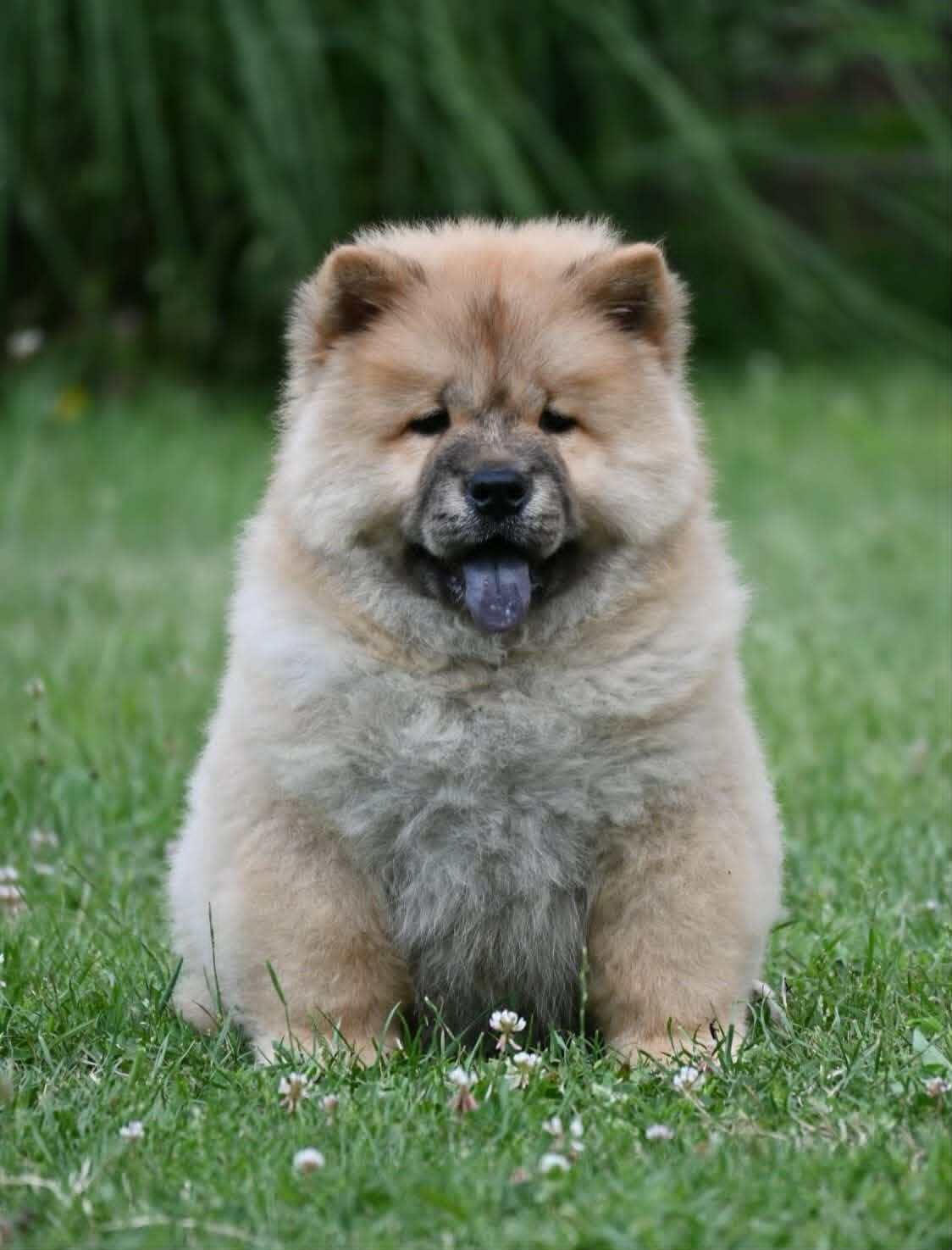 Chow Chow Cau Cau Čau Čau