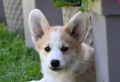 Velski korgi/Welsh Corgi Pembroke