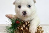 Pomsky-pomski (pomeranac + haski)
