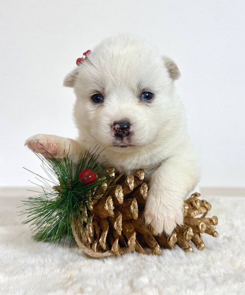 Pomsky-pomski (pomeranac + haski)