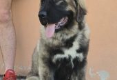 Kavkaski ovčar vrhunski štenci