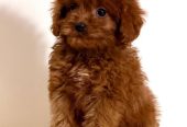 Cavapoo-Kavapu (cavalier king charles spaniel + pudla)