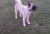 Američka akita, parenje
