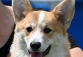 Velski korgi/Welsh Corgi Pembroke