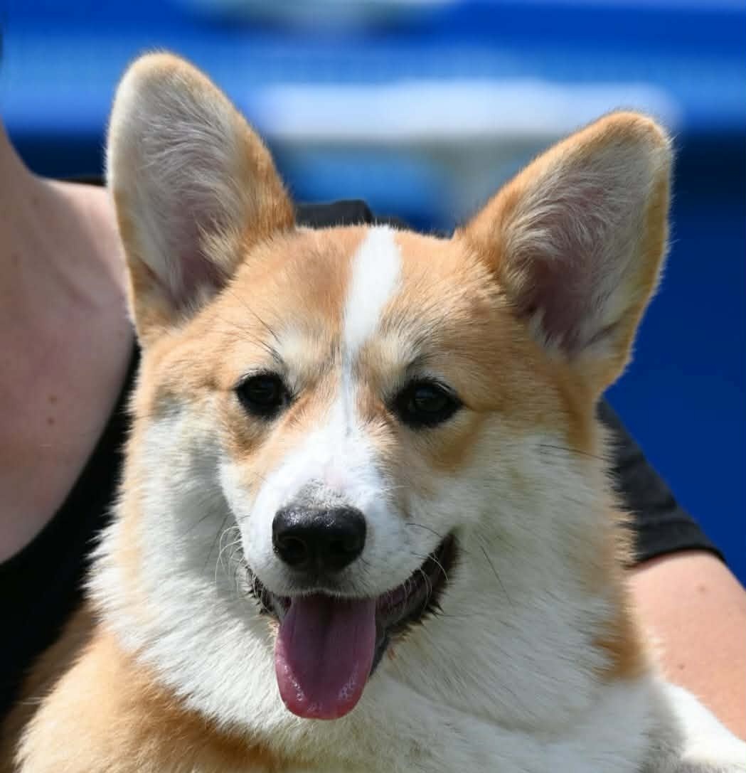 Velski korgi/Welsh Corgi Pembroke