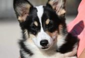 Velski korgi/Welsh Corgi Pembroke