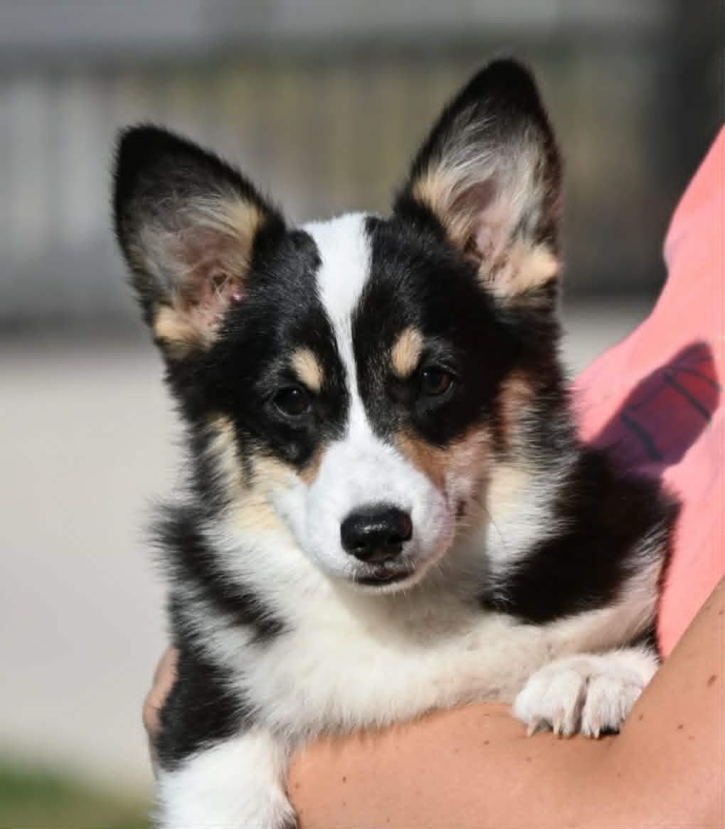 Velski korgi/Welsh Corgi Pembroke