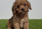 Cavapoo-Kavapu (cavalier king charles spaniel + pudla)