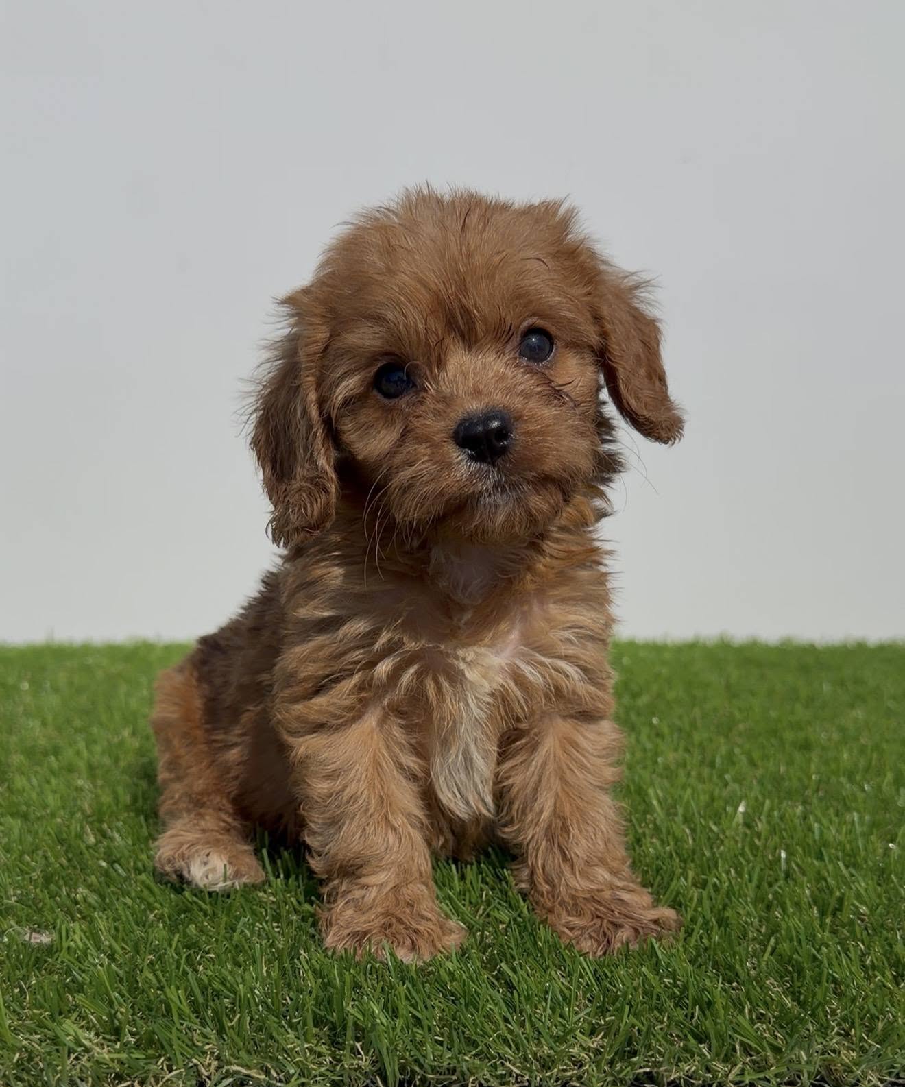 Cavapoo-Kavapu (cavalier king charles spaniel + pudla)