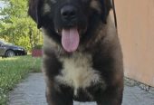 Kavkaski ovčar vrhunski štenci